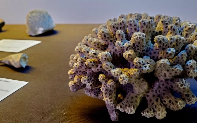 Oberlin College Paleontological Collection