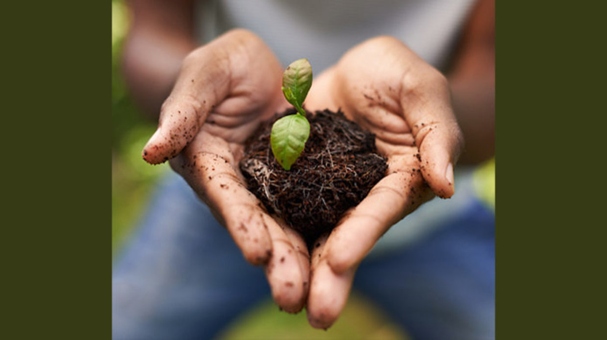 Photograph of hands holding a small pile of dirt with a plant sprouting from it.